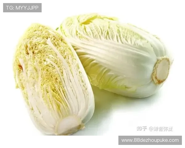 白菜网有哪些？探索各类优质白菜网推荐